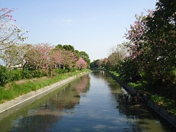 北斗河濱公園-美人樹