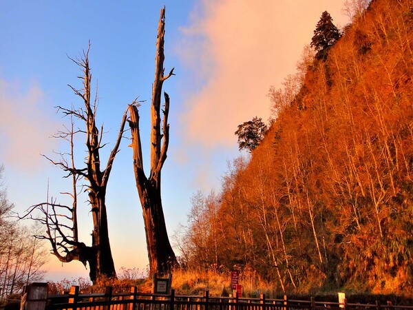 夫妻樹 (新中橫)