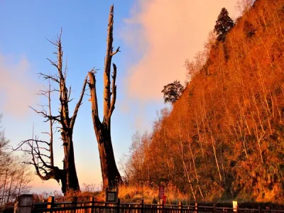 夫妻樹 (新中橫)